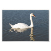 Mute Swan