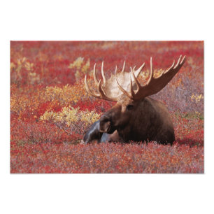 Foto N.A., EE. UU., Alaska, Parque Nacional Denali, Tor