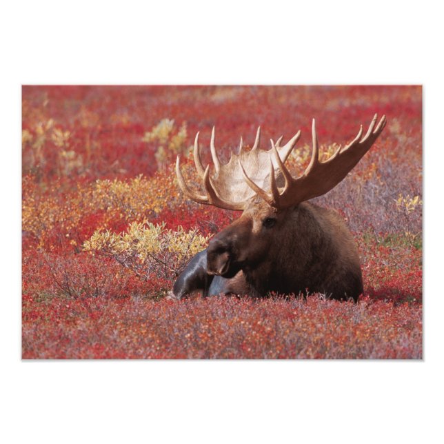 Foto N.A., EE. UU., Alaska, Parque Nacional Denali, Tor (Frente)