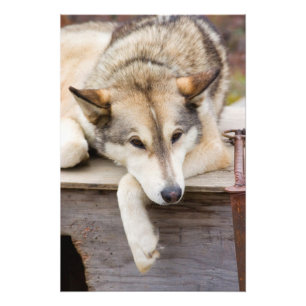 Foto N.A., EE. UU., Alaska. Perros de trineo Husky
