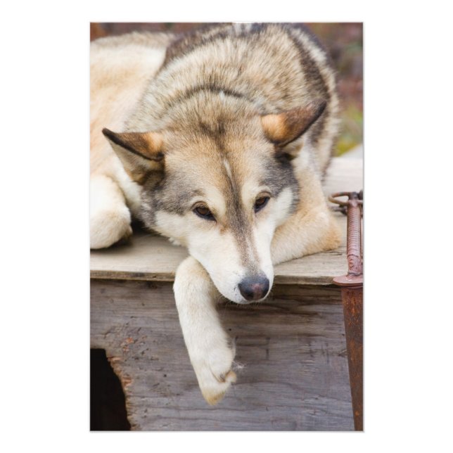 Foto N.A., EE. UU., Alaska. Perros de trineo Husky (Frente)