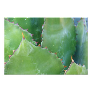 Foto N.A., EE.UU., Arizona, Tucson, desierto de Sonora