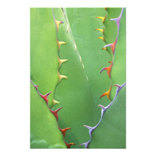 Foto N.A., EE.UU., AZ, Phoenix, Desert Botanical