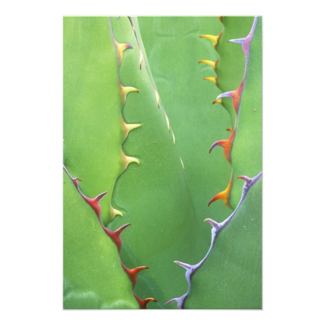 Foto N.A., EE. UU., AZ, Phoenix, Desierto Botánico (Frente)