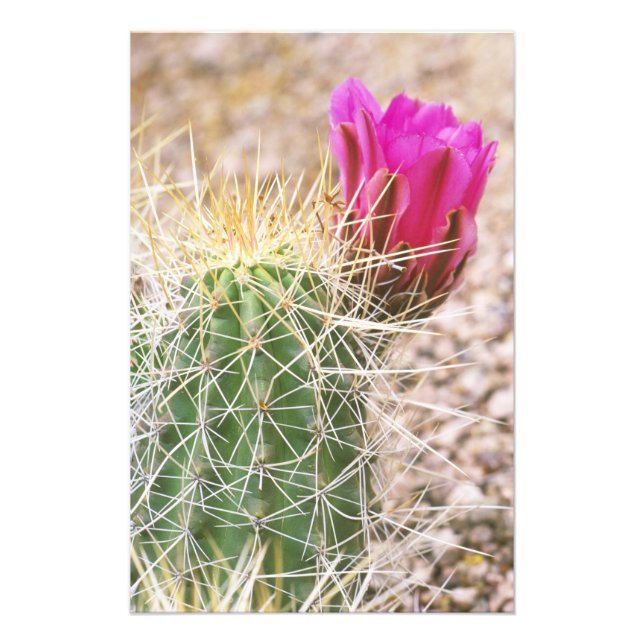 Foto N.A., EE. UU., AZ, Phoenix, Desierto Botánico 2 (Frente)