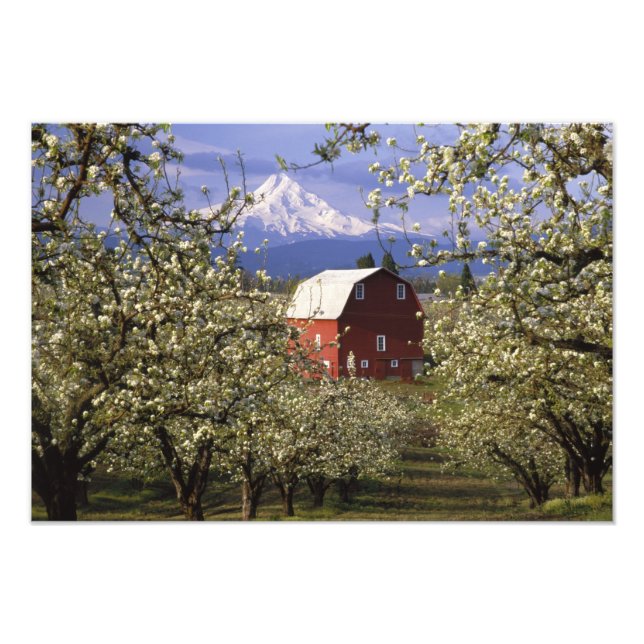 Foto N.A., EE.UU., Oregón, Condado de Hood River. Roja (Frente)