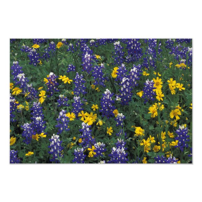 Foto N.A, EE. UU., Texas, Marble Falls, Blue Bonnets (Frente)