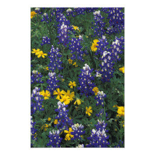 Foto N.A, EE. UU., Texas, Marble Falls, Blue Bonnets