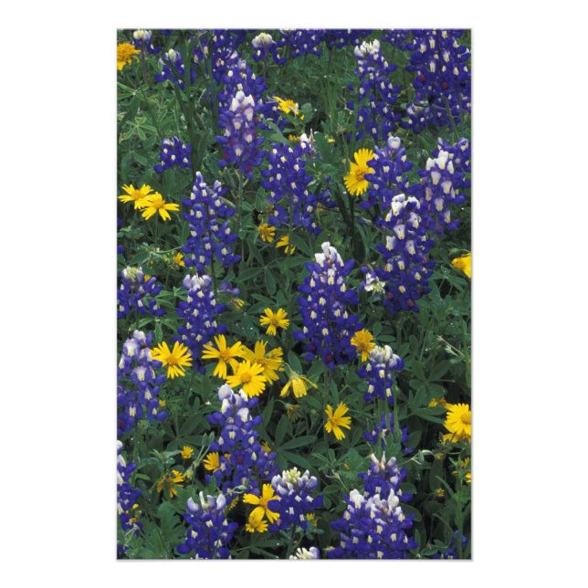 Foto N.A, EE. UU., Texas, Marble Falls, Blue Bonnets (Frente)