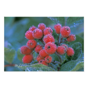 Foto N.A., EE. UU., Washington, Mt. Rainier Nacional 3