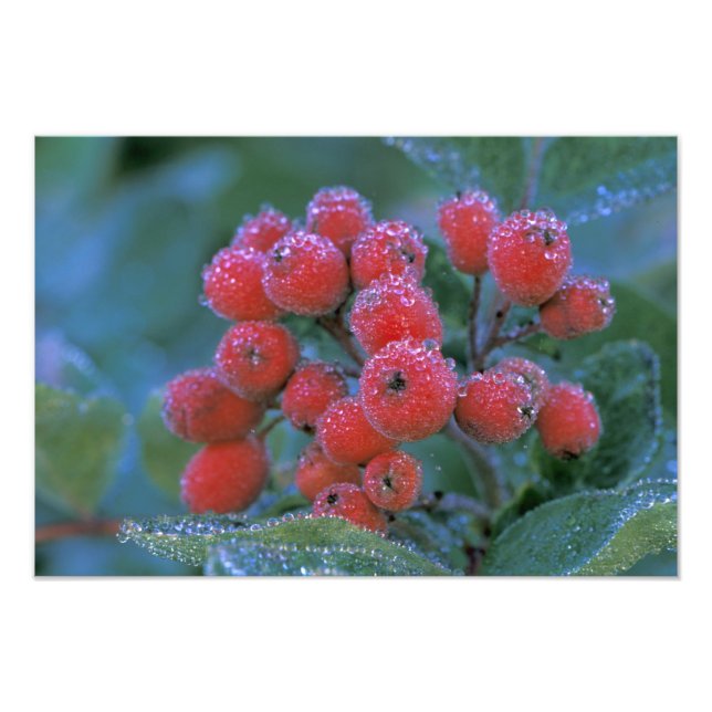 Foto N.A., EE. UU., Washington, Mt. Rainier Nacional 3 (Frente)