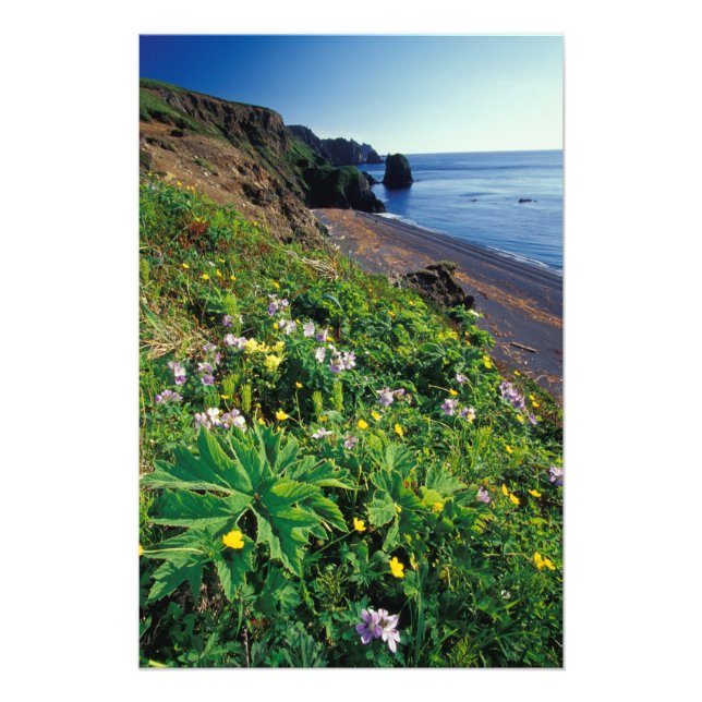 Foto NA, EE. UU., Alaska, Islas Semidi, Flores silvestr (Frente)
