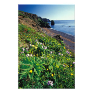 Foto NA, EE.UU., Alaska, Islas Semidi, Wildflowers