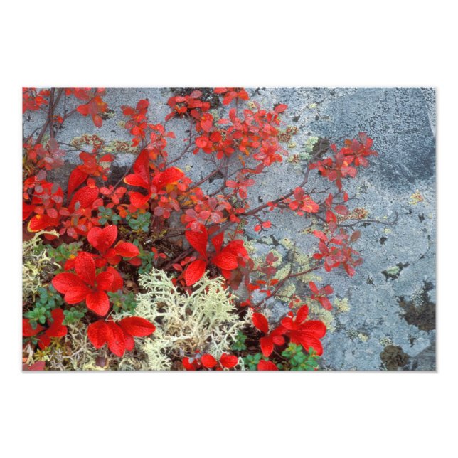 Foto NA, EE. UU., Alaska, Parque Nacional Denali, Fruta (Frente)
