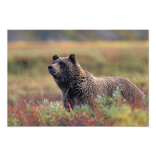 Foto NA, EE. UU., Alaska, Parque Nacional Denali, Oso p