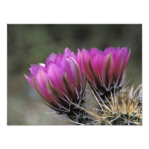 Foto NA, EE. UU., Arizona, Desierto de Sonora. Erizo