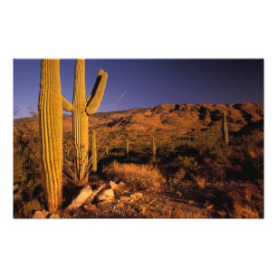 Foto NA, EE.UU., Arizona, Monumento Nacional Saguaro,