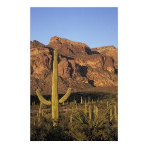 Foto NA, EE. UU., Arizona. Organ Pipe Cactus National