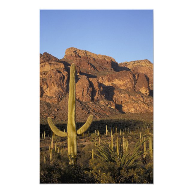 Foto NA, EE. UU., Arizona. Organ Pipe Cactus National (Frente)