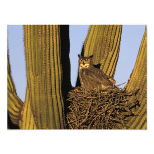 Foto NA, EE. UU., Arizona, Tucson. Búho real