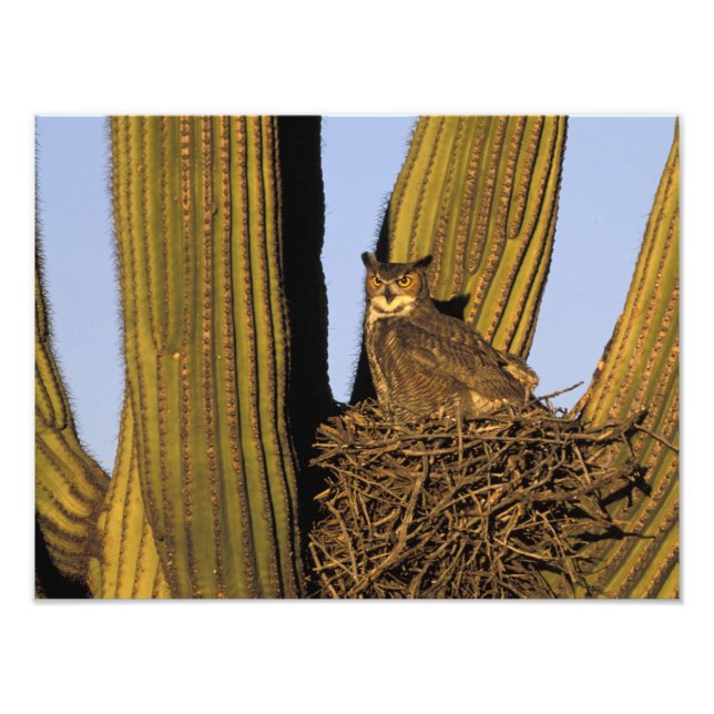 Foto NA, EE. UU., Arizona, Tucson. Búho real (Frente)