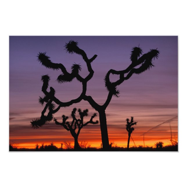 Foto NA, EE.UU., California. Joshua Tree National (Frente)