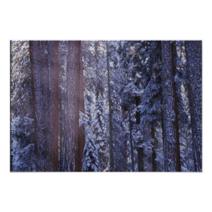 Foto NA, EE. UU., California. Parque Nacional Sequoia.