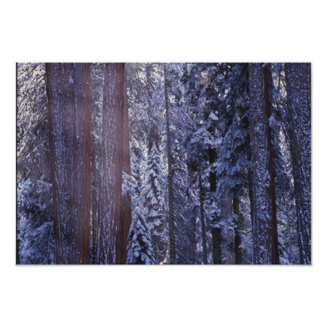 Foto NA, EE. UU., California. Parque Nacional Sequoia.  (Frente)