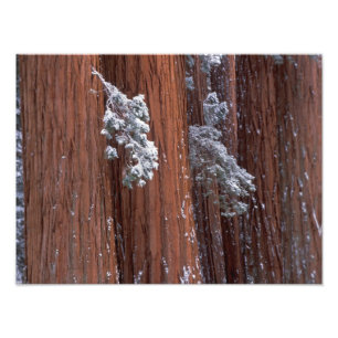 Foto NA, EE. UU., California. Parque Nacional Sequoia.