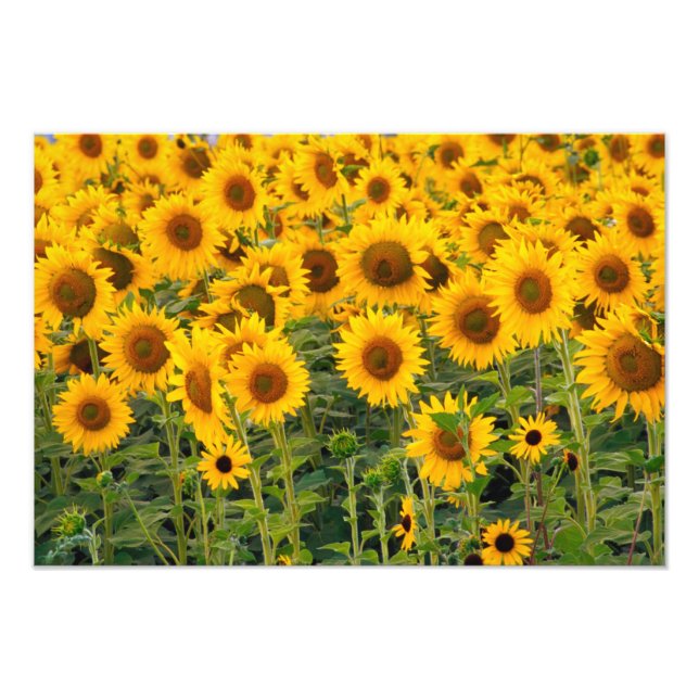 Foto Na, EE. UU., Colorado, Girasoles (Frente)