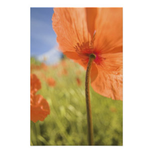 Foto NA, EE.UU., Estado de Washington, Colfax, Fire 2