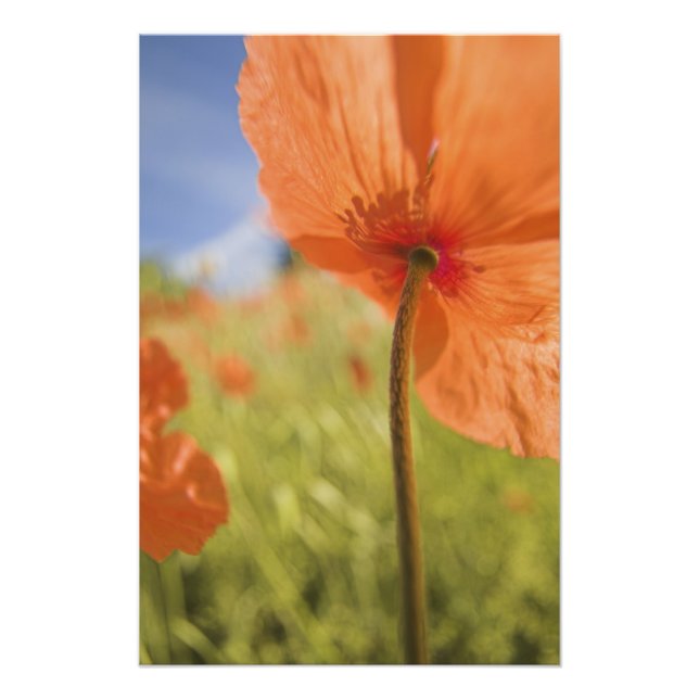 Foto NA, EE. UU., Estado de Washington, Colfax, Fuego 2 (Frente)