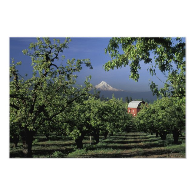 Foto NA, EE.UU., Oregón, cerca del río Hood Mt. Hood co (Frente)