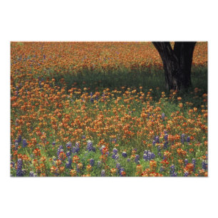 Foto NA, EE. UU., Texas, Hill Country, Pincel y