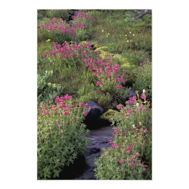 Foto NA, EE. UU., Washington, Mt. Rainier NP, Rosa (Frente)