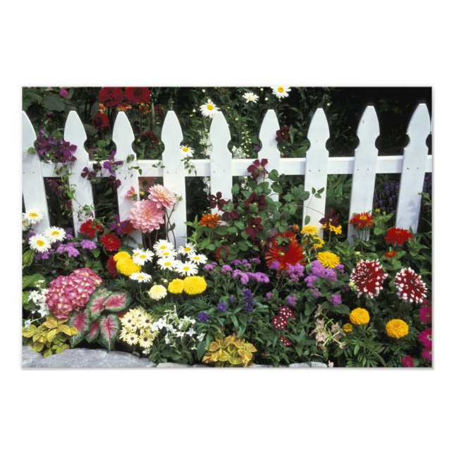 Foto NA, EE.UU., Washington, Sammamish, piquete blanco (Frente)