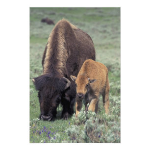 Foto NA, EE.UU., Wyoming, Parque Nacional Yellowstone.