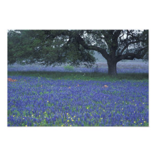 Foto NA, Texas, Devine, Roble y bonetes azules