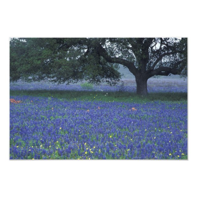 Foto NA, Texas, Devine, Roble y bonetes azules (Frente)