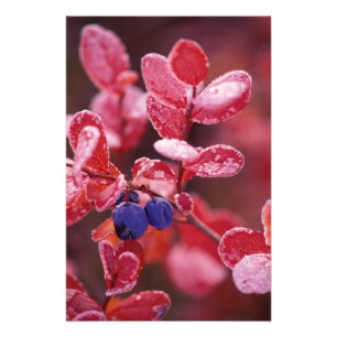 Foto NA, USA, Alaska, Denali NP, Blue berries en