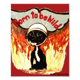 Foto Nacido para ser salvaje Chihuahua por Carol Zeock