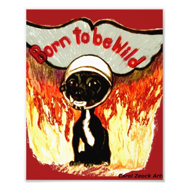 Foto Nacido para ser salvaje Chihuahua por Carol Zeock (Frente)