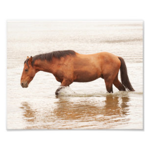 Foto Nado matutino para un caballo