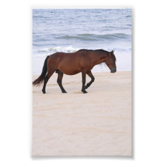 Foto Nag en la playa, Outer Banks North Carolina