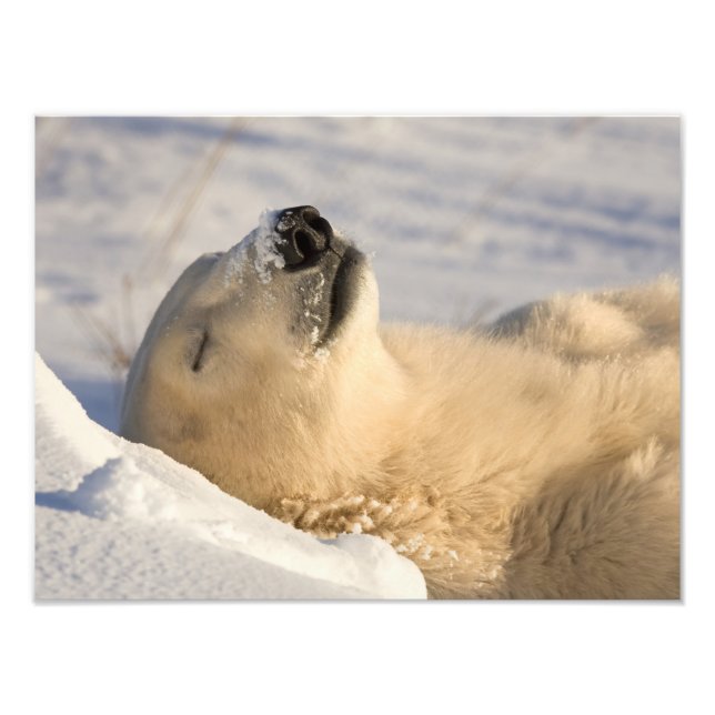 Foto Nap Polar Bear (Frente)