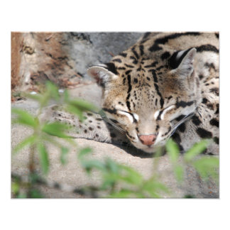 Foto Napping Ocelot