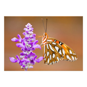 Foto Naranja brillante mariposa fritillera del Golfo