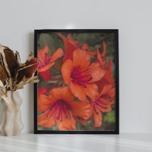 Foto Naranja brillante Rhododendron florece