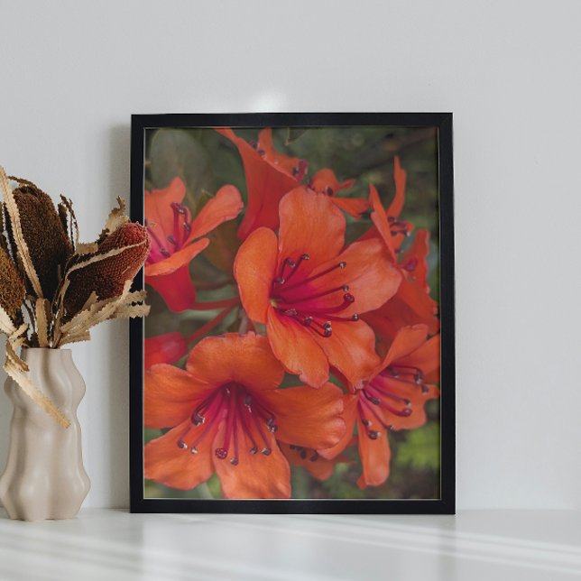 Foto Naranja brillante Rhododendron florece (In Situ (Framed))