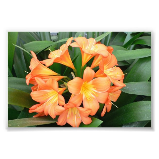 Foto Naranja Bush Lily Flower o Natal Lily (Frente)